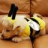 bumblepup