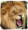 angry-lion.jpg